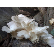 Мицелий Вешенки белой (Pleurotus pulmonarius) Мицелий Вешенки белой (Pleurotus pulmonarius)